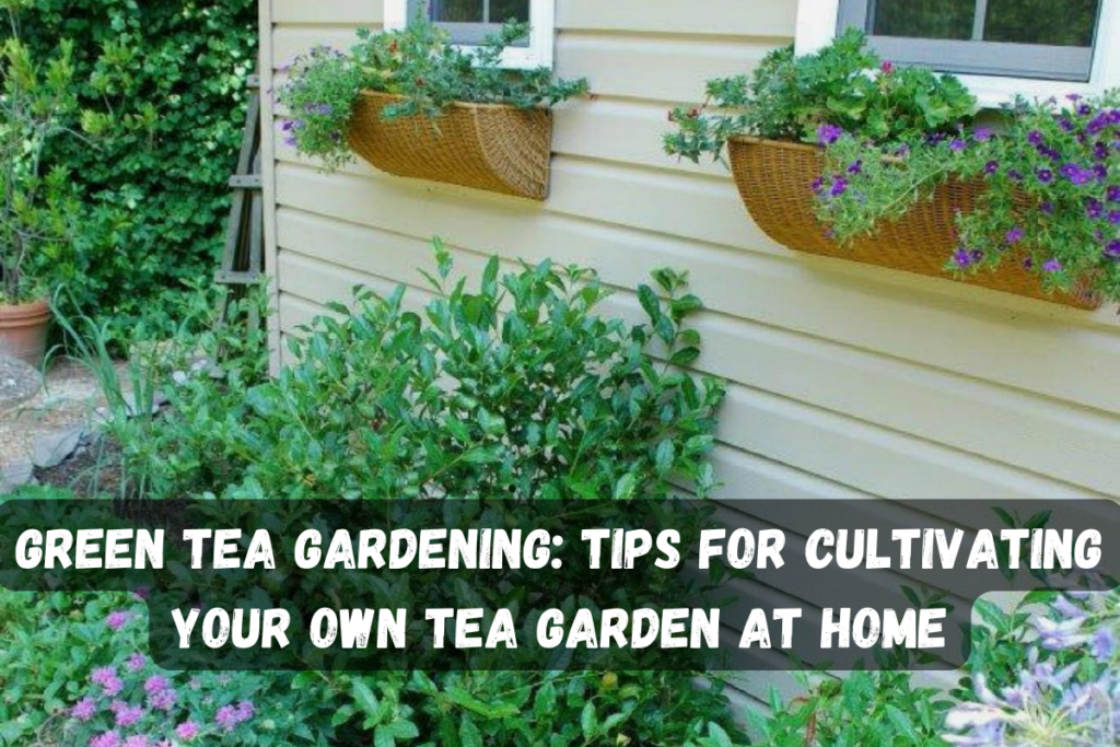 Green Tea Gardening: Tips for Cultivating Your Own Tea Garden at Home