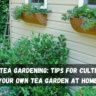 Green Tea Gardening: Tips for Cultivating Your Own Tea Garden at Home